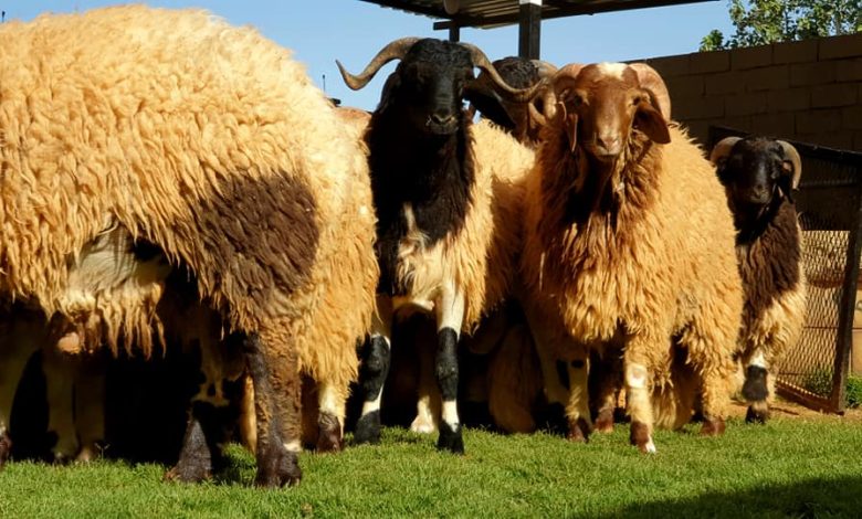 اغنام وطنية