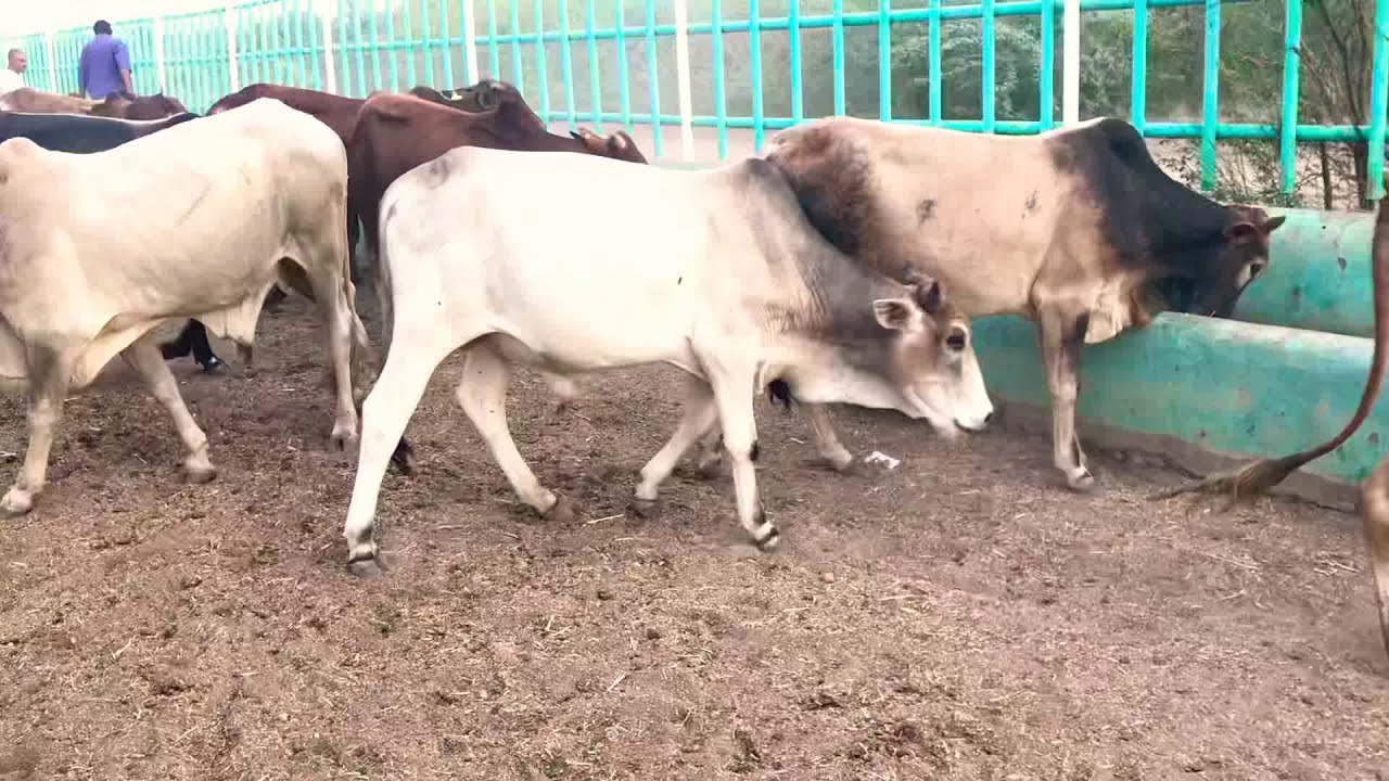 عجول سودانية